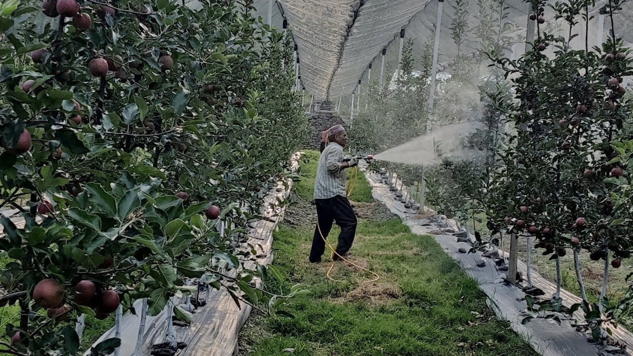 Spray schedule & Disease management on M9 Rootstock.