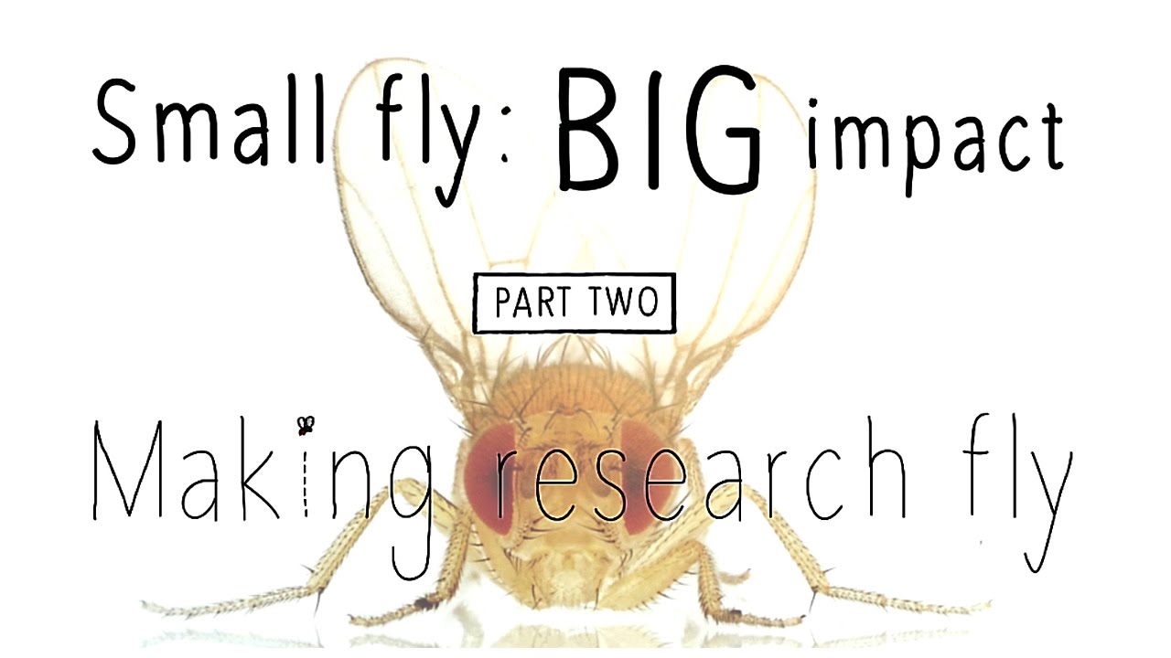 Drosophila: Small fly, BIG impact - Part 2 (Making research fly)