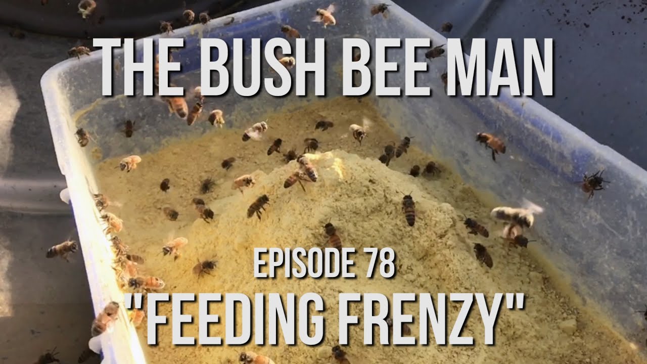 Feeding Bees Before the Almond Blossom - Episode 78: 