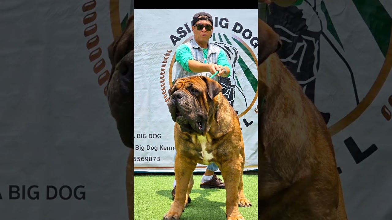 Asia Bigdog 