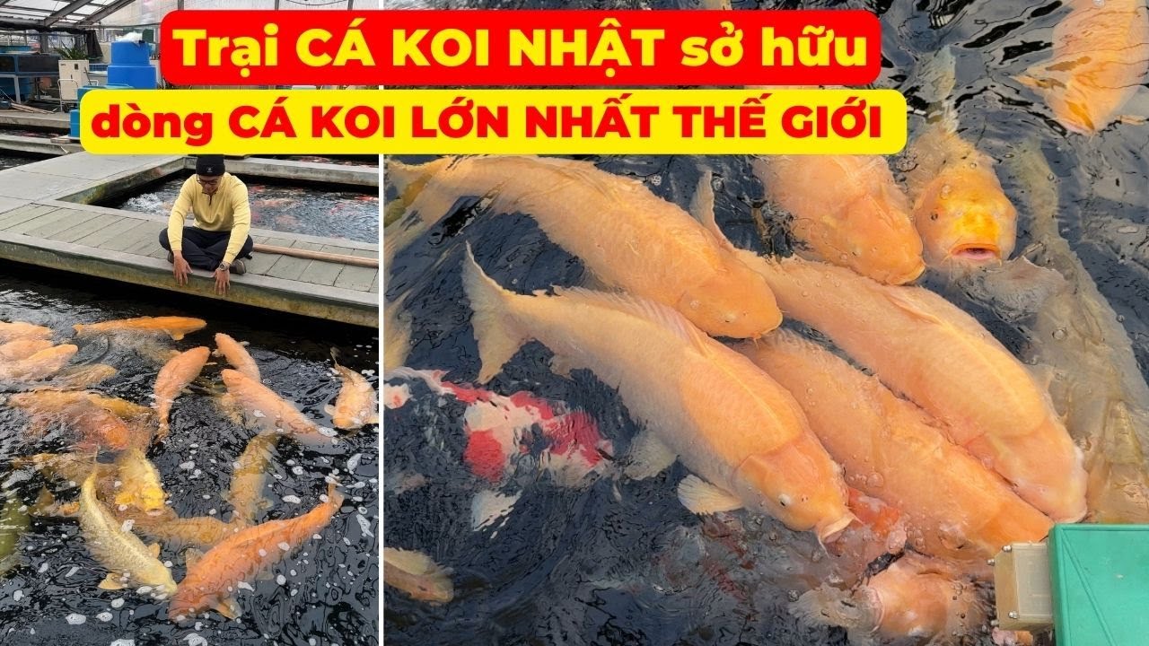 Trại C&Aacute; KOI NHẬT sở hữu d&ograve;ng C&Aacute; KOI LỚN NHẤT THẾ GIỚI - KONISHI KOI FARM