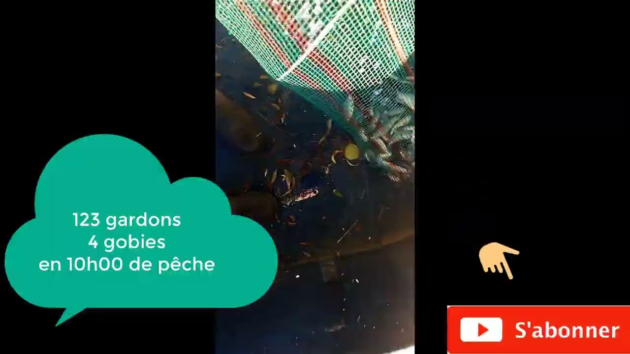 Pêche à la perle de gardons sous la canicule de septembre 2023