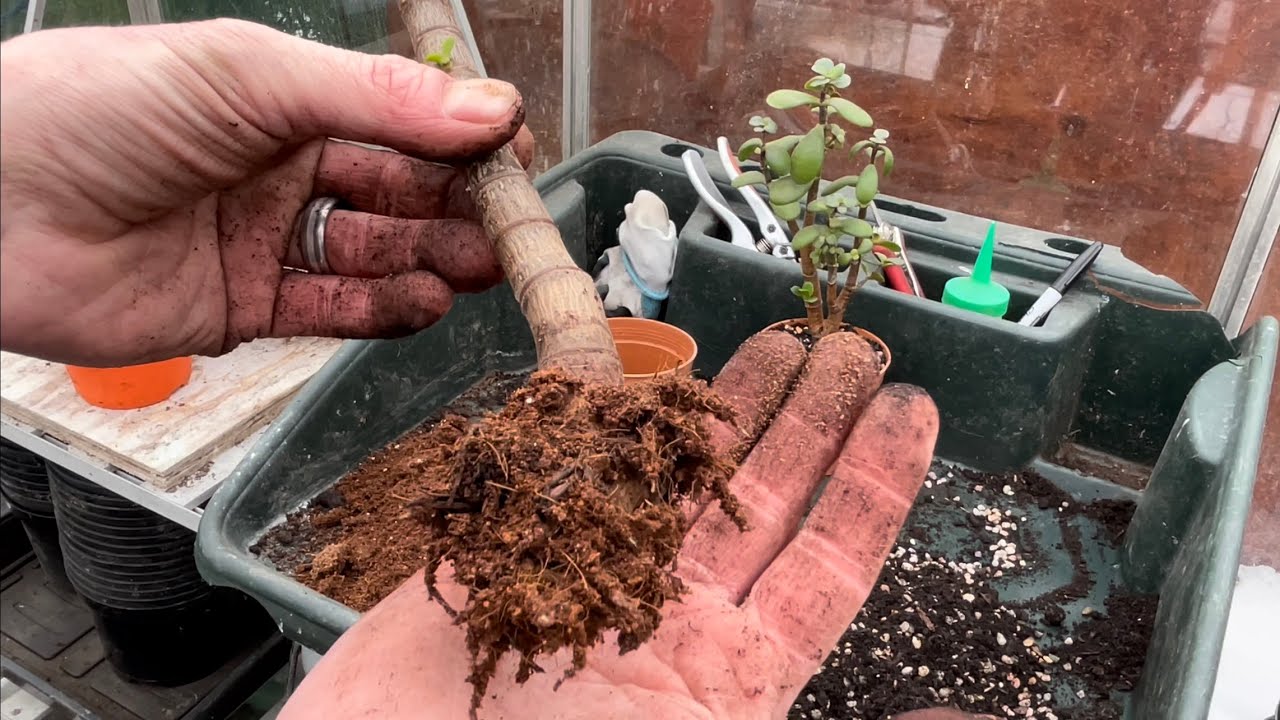 Propagating Jade Plants from Thick Cuttings - Crassula Ovata Houseplant