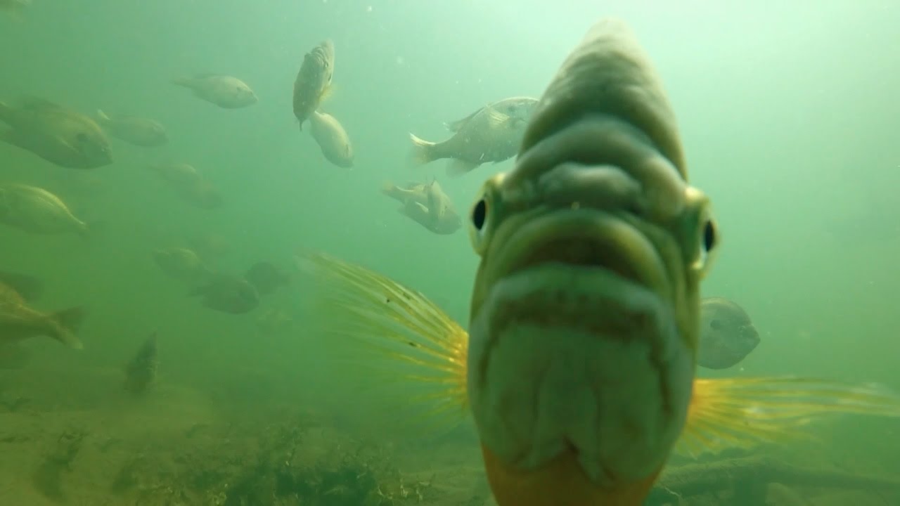 A Biologist's Perspective on Big Bluegills
