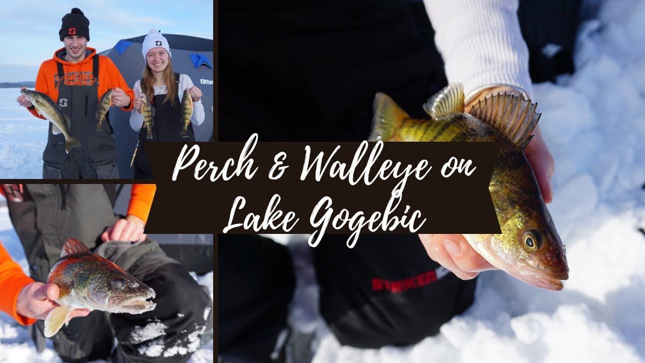 PERCH & WALLEYE ON LAKE GOGEBIC (Upper Peninsula Ice Trip Part 2/2)