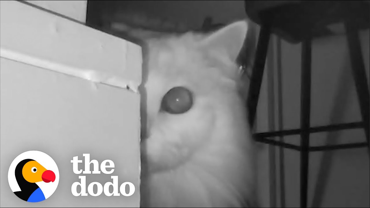 Пара поняла, почему их кот постоянно на них кричит | The Dodo