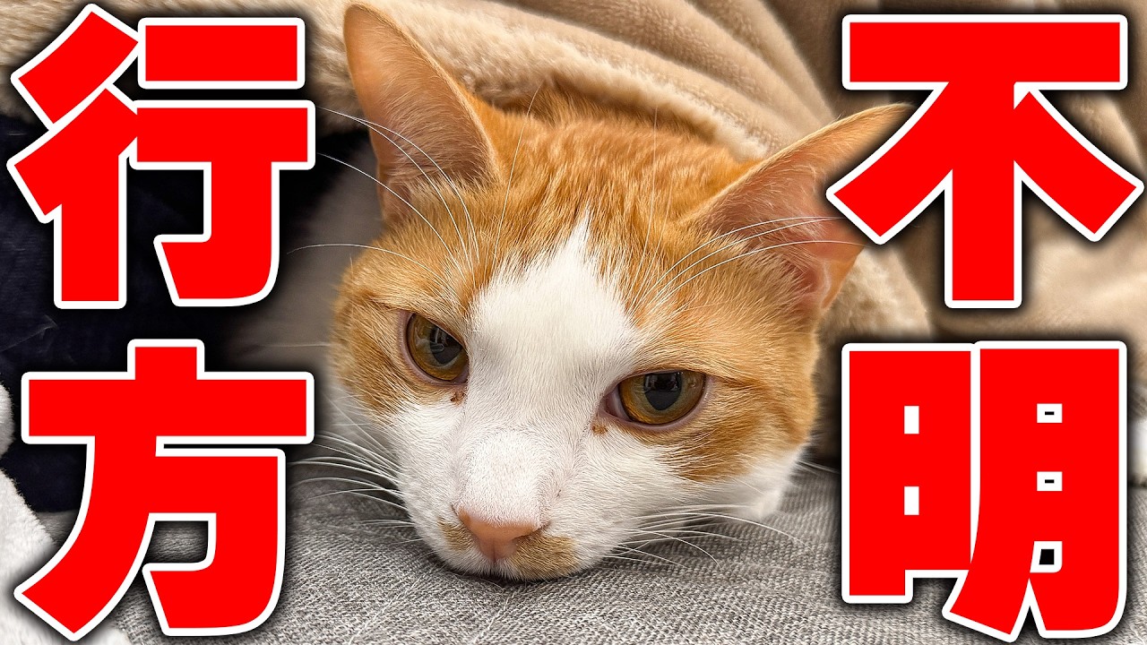 チップの行方がわからなくなりました。先輩猫たちと一緒に家中を探し回った結果…。