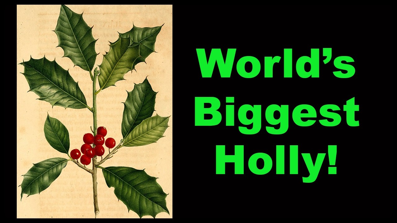 American Holly Facts That Will Surprise You!