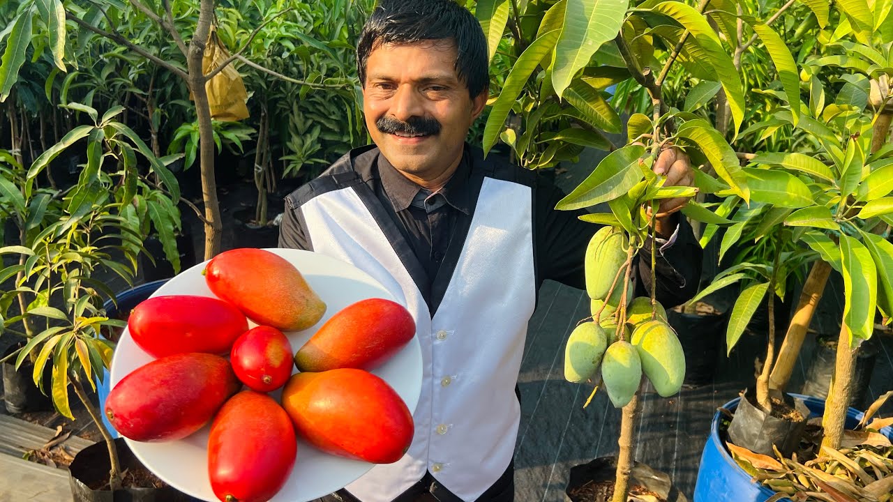 മാജിക്കിന്റെ ലോകത്ത്നിന്ന് കൃഷിയിലേക്ക് 😳 Irwin mango | Ms Kottayil