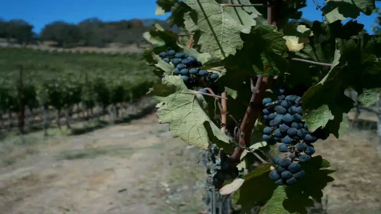 Vineyard Timelapse Teucer 2012