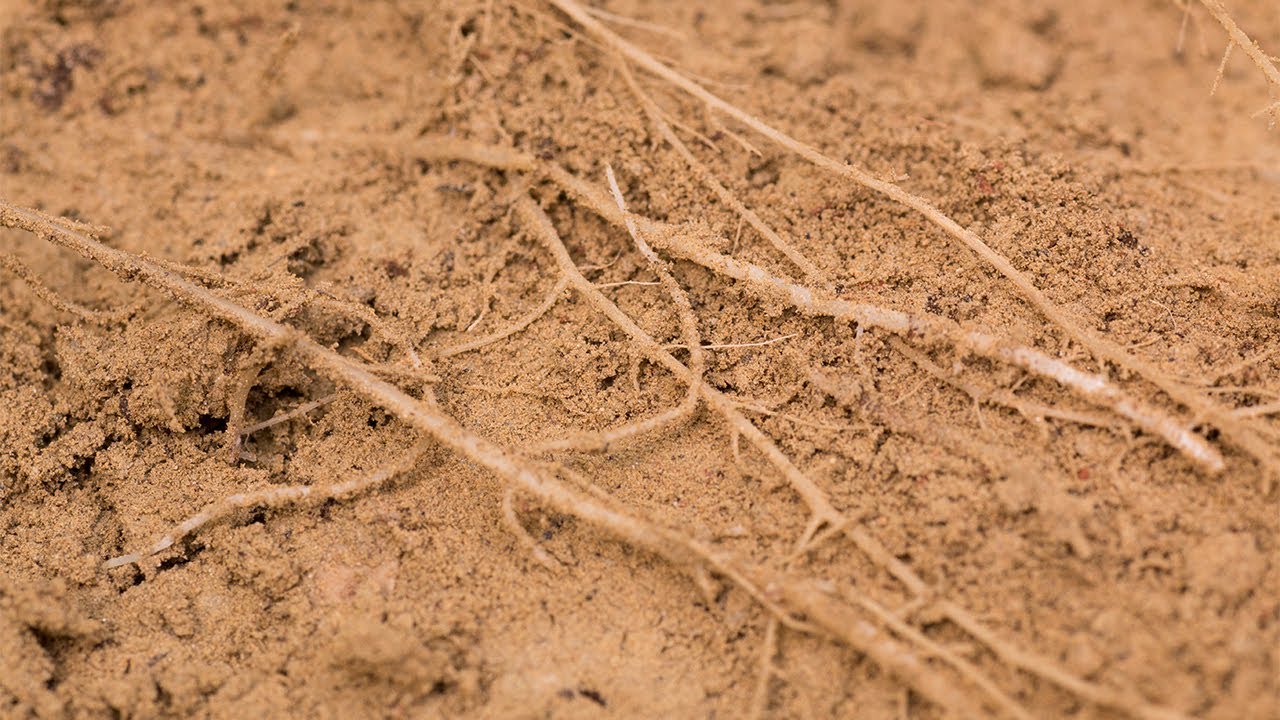 Enraizante QUANTUM ROOT en cultivo de pimiento