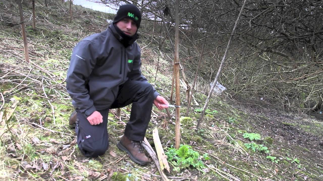 Giant Hogweed in Winter/Spring