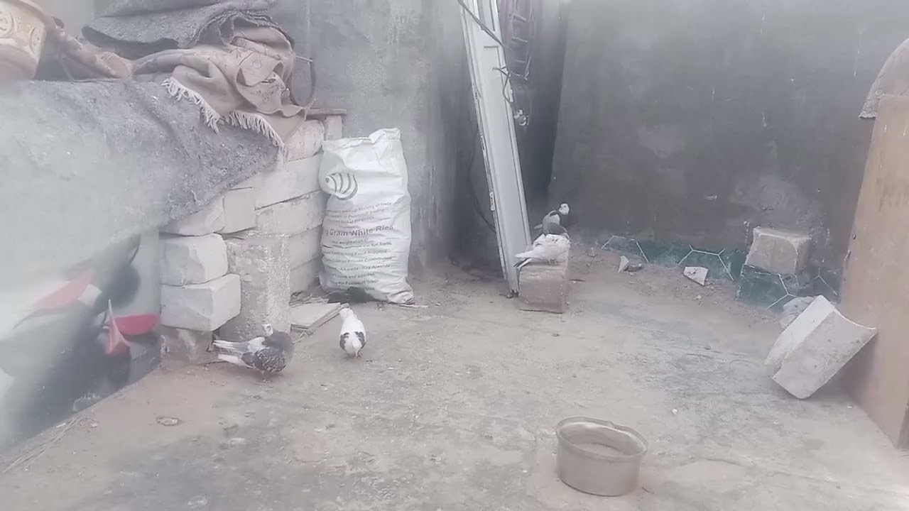 سلام عليكم شلونك شخبارك  شباب لايك وشتراك عمارلباشا  رجعنه  فديو جديد نشاله جبلكهم  طوكه باجهر