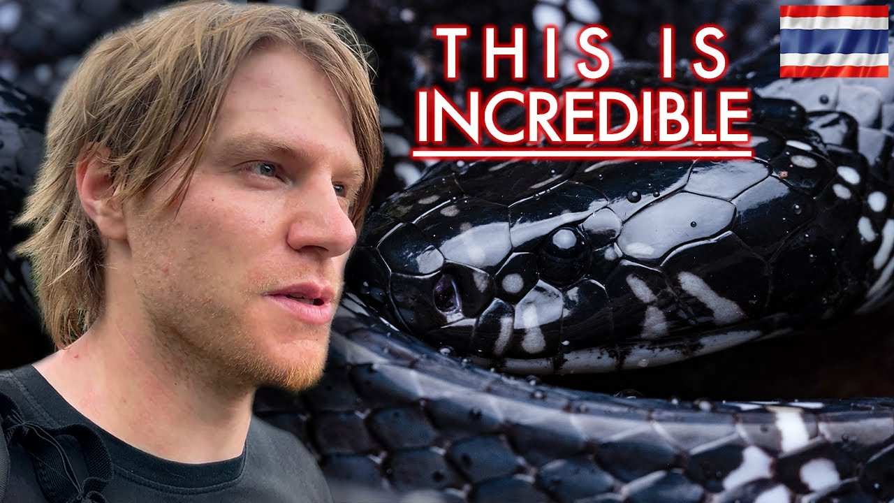 DEADLY Kraits, Venomous coral snakes and SO MUCH MORE!!! - Road Cruising in Northern Thailand