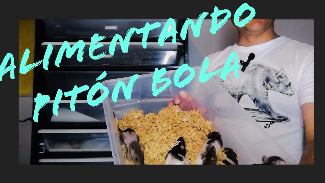 alimentación de pitón bola