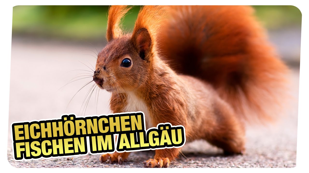 Eichhörnchenwald in Fischen im Allgäu