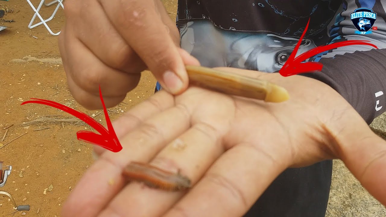 COMO ISCAR MINHOCA DE CASULO E CANIVETE(LIGEIRINHO) | Pescaria |