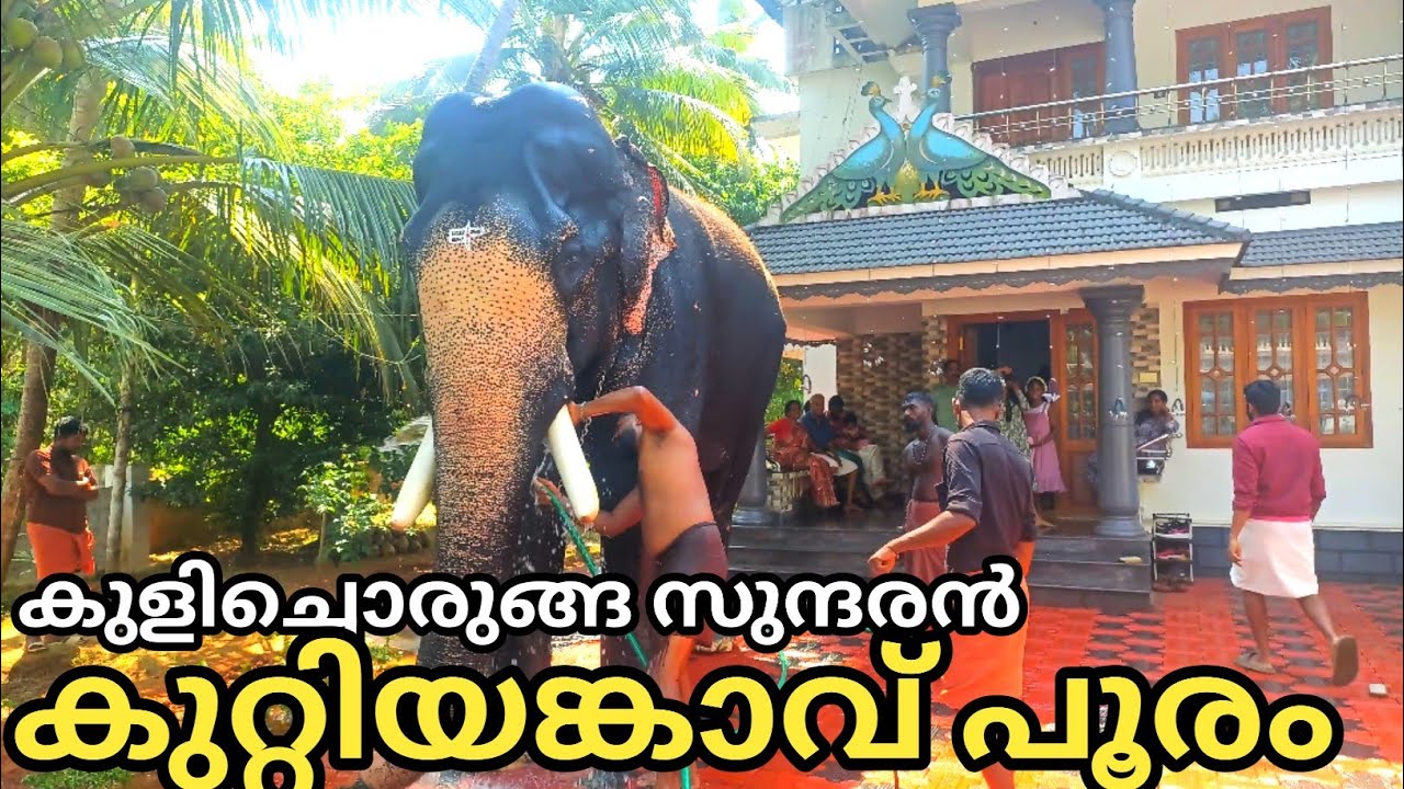പാമ്പാടി സുന്ദരൻ കുറ്റിയങ്കാവ് പൂരത്തിനായി കുളിച്ചൊരുങ്ങുന്നു 2026 🤩❤️