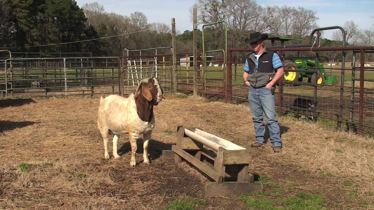 Campbell Show Wethers part 2