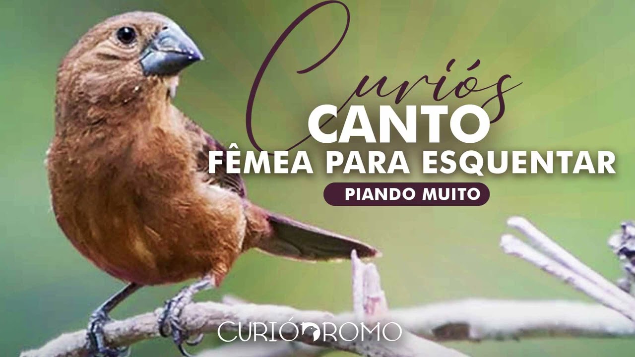Curiós | Canto Fêmea Para Esquentar | Piando Muito