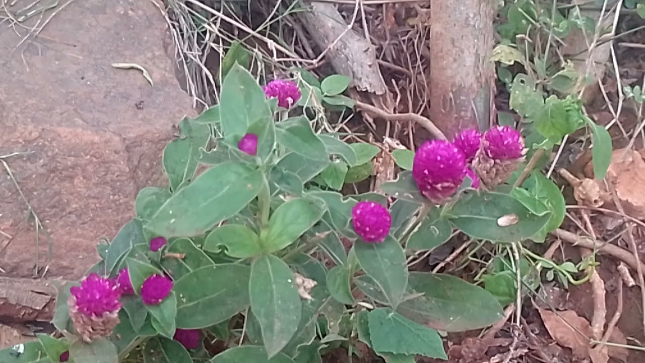 குற்றவாளிக்கு வலைவிரித்த அயலி சிவா