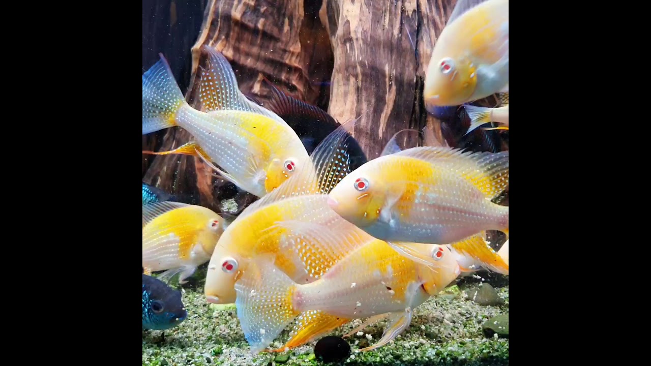 Acarichthys heckelii Albino