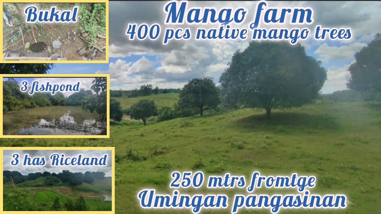 lot#422 income generating Mango farm 16has  400pcs na manga native, w/3 fishpond,w/riceland 150/sqm.