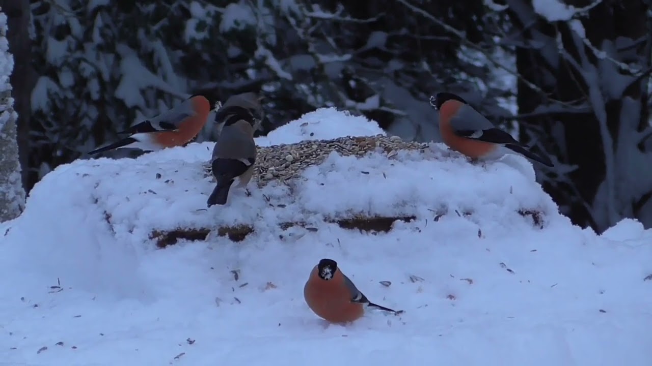 BULLFINCH, DOMPAP. GREAT SPOTTED WOODPECKER. FLAGGSPETT. JANUARY 14. NORWAY. 