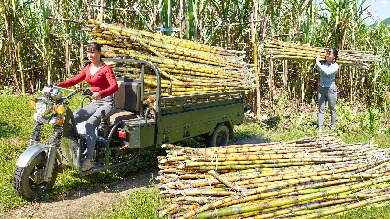 Use 3-wheeled Vehicle Harvesting Many Sugarcane Goes To Sell To Villagers | Phuong Free Bushcraft