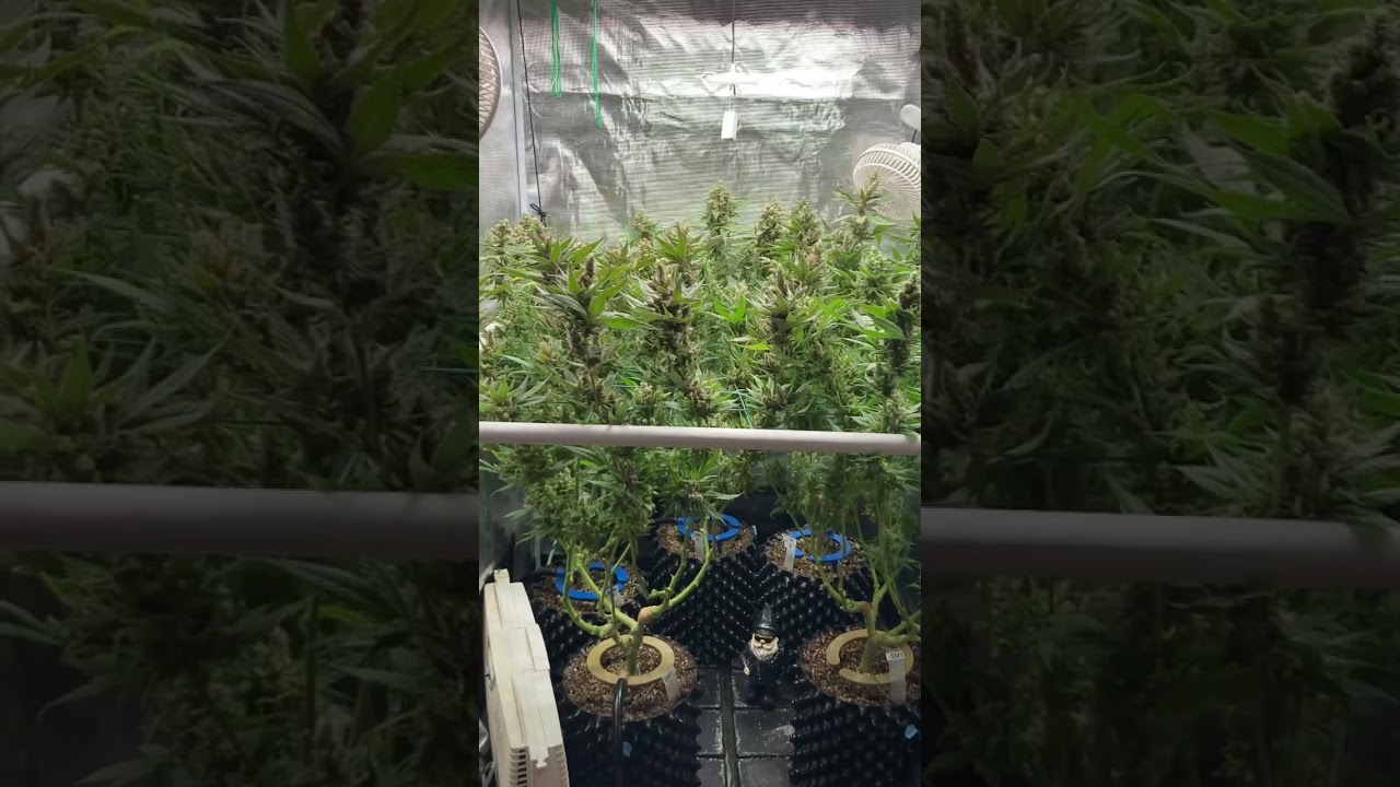 Soul Mate getting RIPE under the Photontek SQ300W Pro!