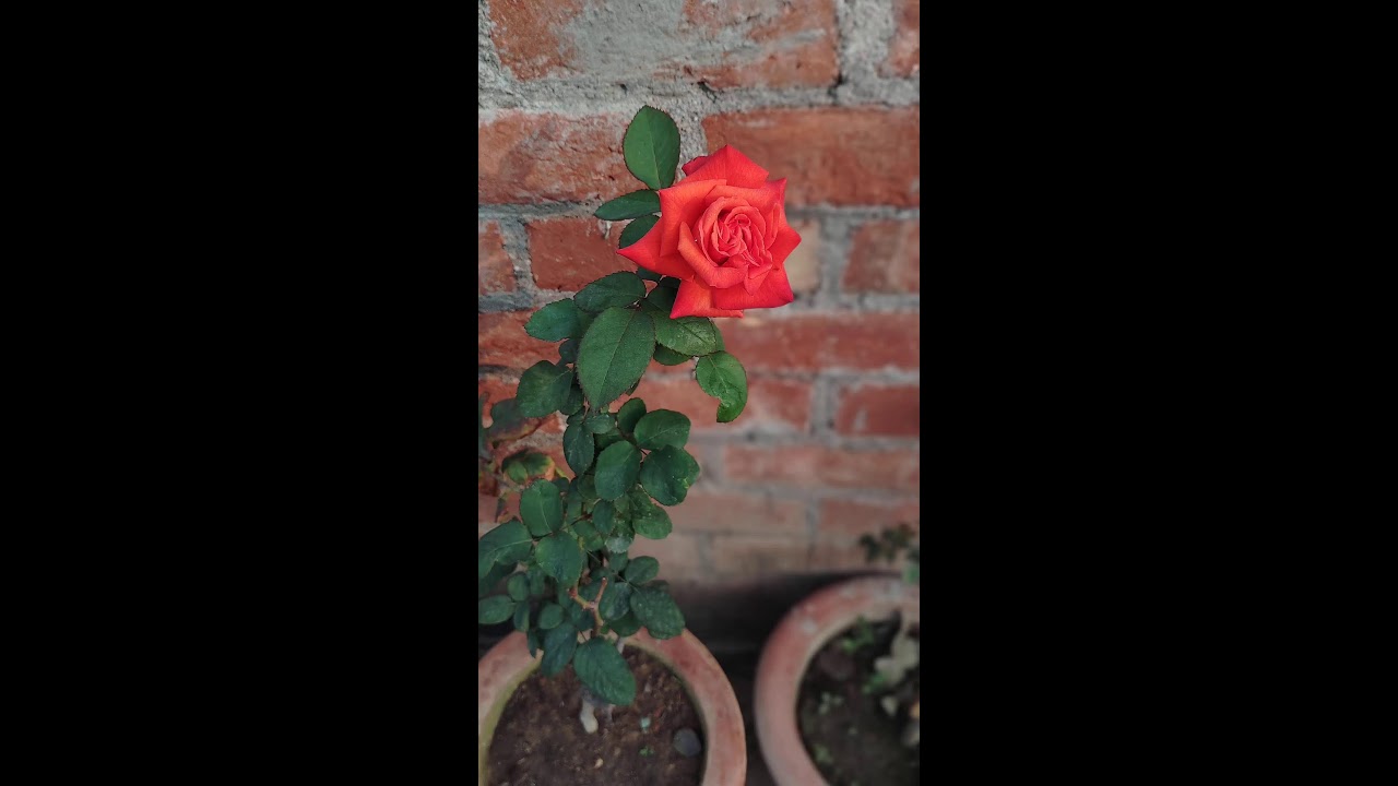 live #Livestream#kuldeepbonsai I am  terrace garden flowering plant and bonsai plant #live