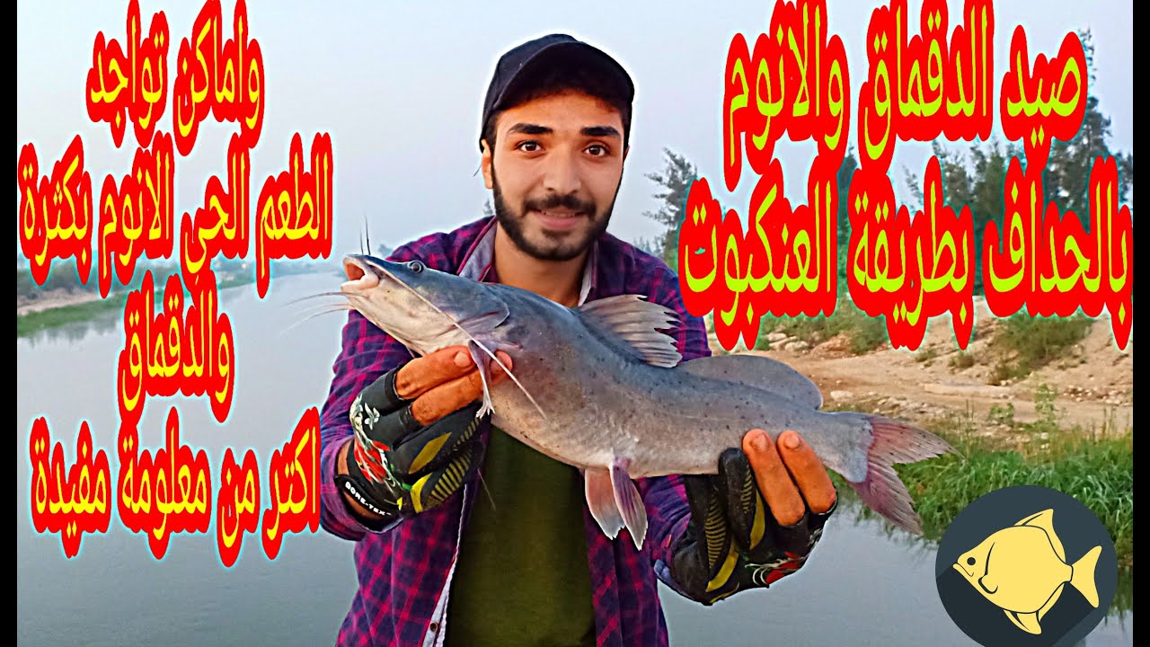 صيد الدقماق والانوم بطريقة العنكبوت وازاي تصطاد طعمك الحي لقشر البياض واماكن التواجد بكثره
