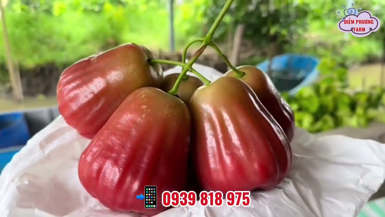 🍑“Mận đỏ” trao em 👉Người ta mua em gấm lụa 👉Còn anh trao em “mận đỏ” 😂📲 Cần mận Hồng 0939 818 975