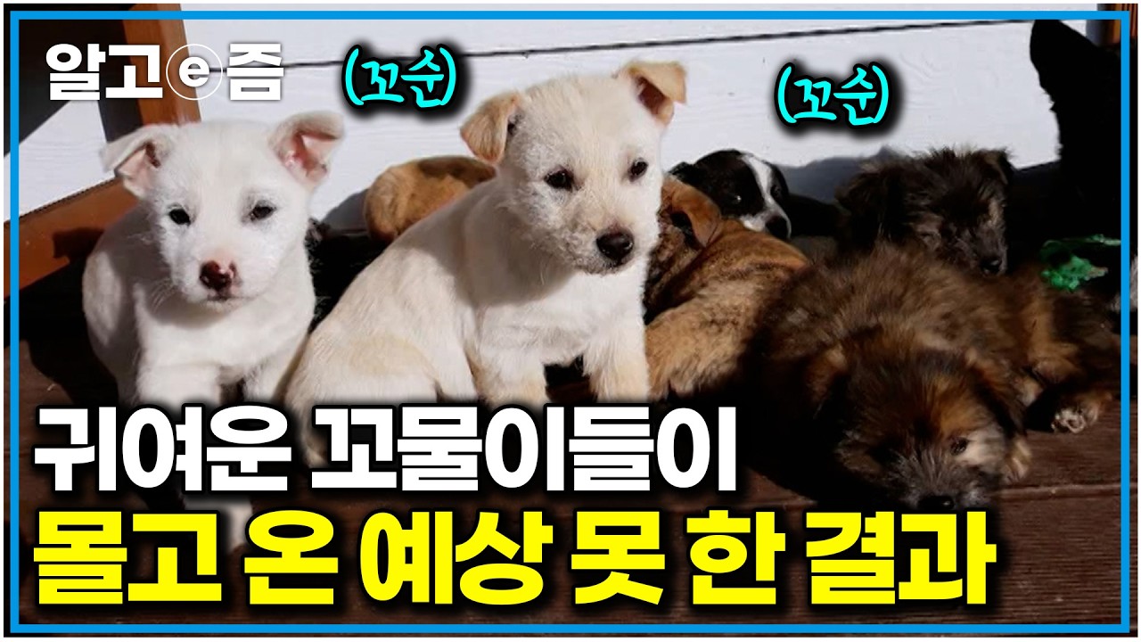 파양돼서 다시 돌아왔는데.. 함께 지냈던 시절을 잊은 강아지들. 6마리 다견가정의 전쟁｜세상에 나쁜 개는 없다｜알고e즘