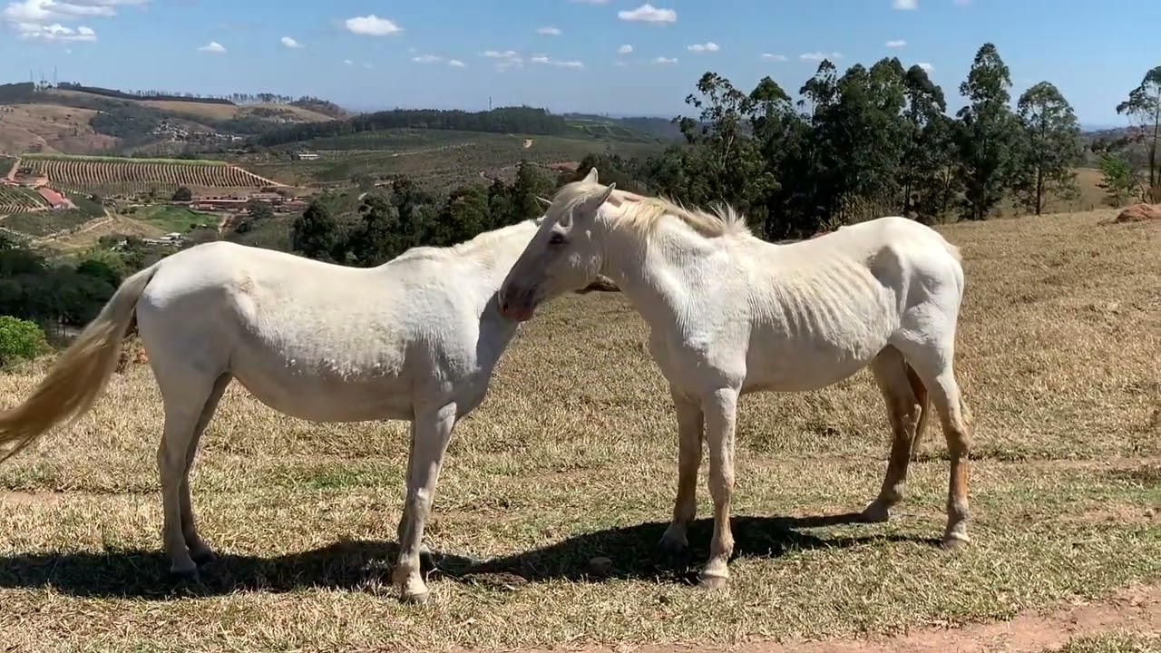 Cavalos alto Limpantes . 