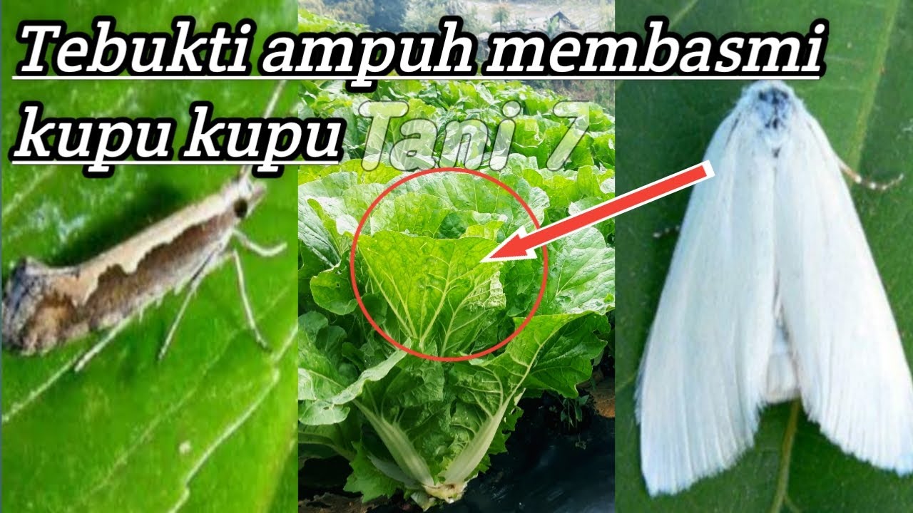 Cara pengendalian hama kupu kupu pada tanaman sawi - ini insektisidanya | Tani 7
