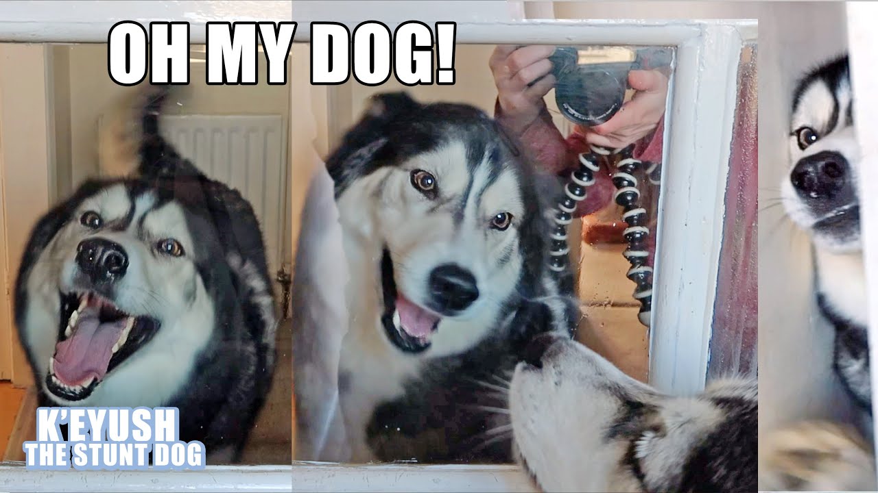 Surprising My Husky With His Best Friend! Dogs Do Smile!