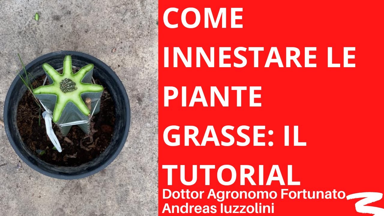 Come innestare i cactus: il tutorial! HD