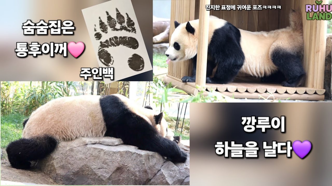 EP.27 숨숨집에 이름을 아주 크게 쓴 툥후이🩷망토만 걸치면 끝! 세컨하우스의 평화를 지키는 슈퍼판다 깡루이💜 #루이바오 #후이바오 #푸바오 #세컨하우스 #판다월드 #panda 