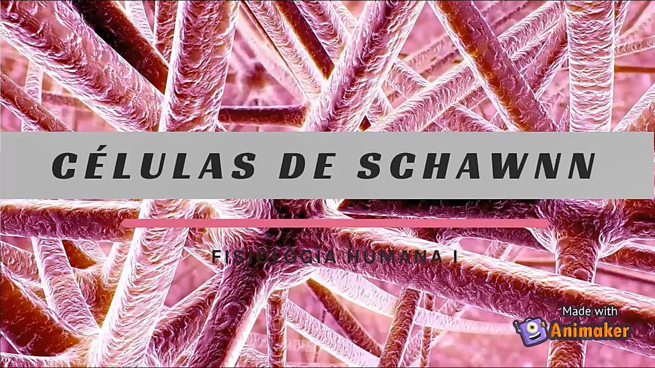 C&eacute;lulas de Schawnn