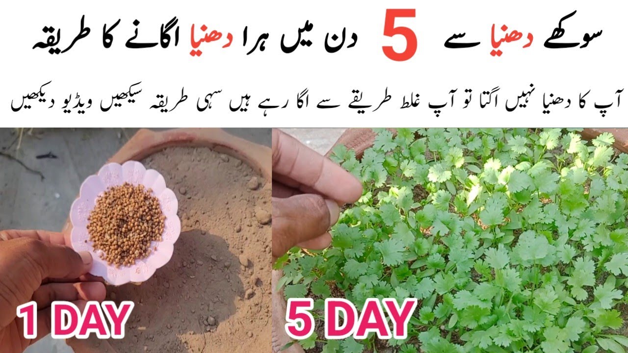 Dhania ugane ka asaan tarika | Sirf 5 dina me dhania grow kren | Grow coriander at home.