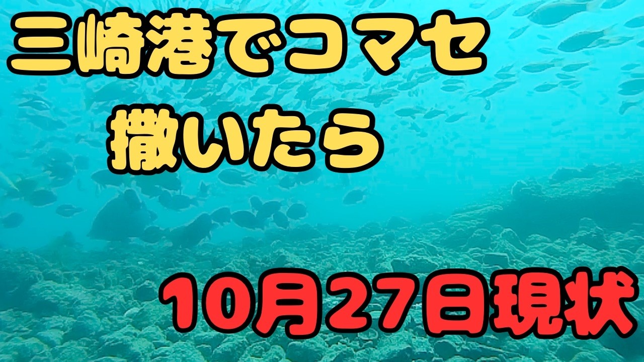 【水中動画】　三崎港　超低温冷蔵庫前　10月27日現状　釣りの参考に