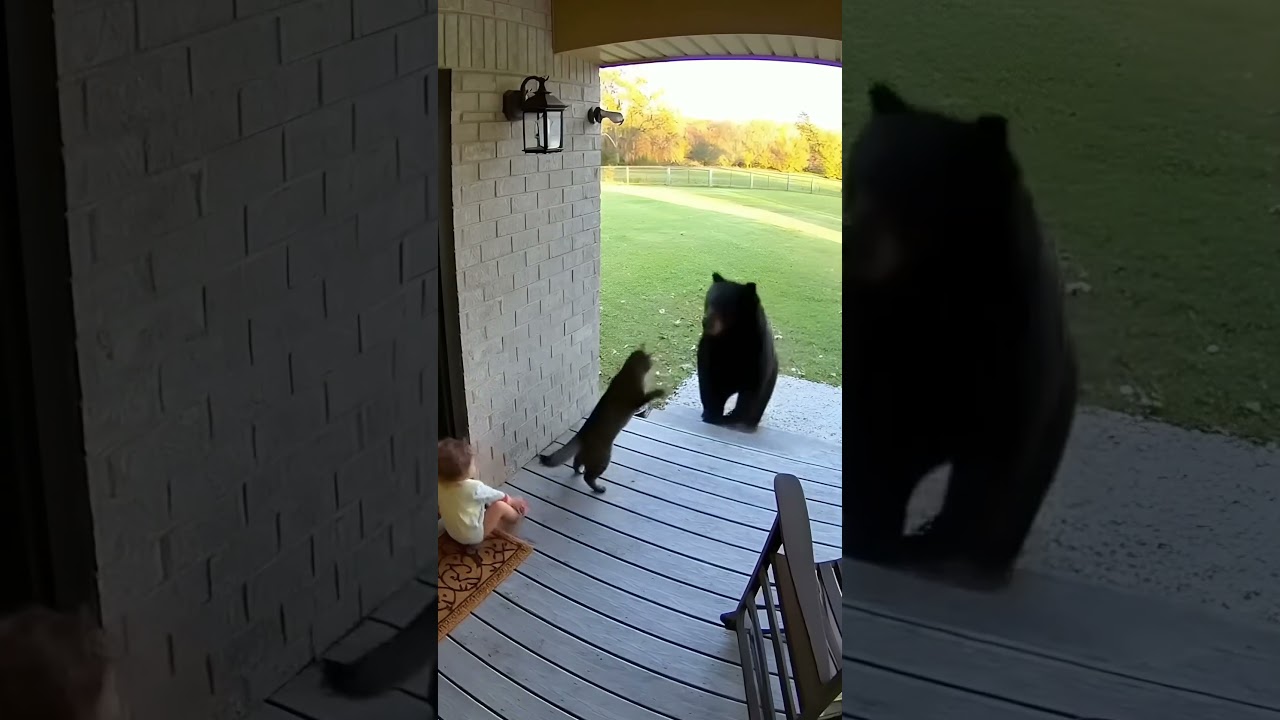UNBELIEVABLE Security Camera Tiny Cat Saves Baby From Bear Attack! #cats #ai