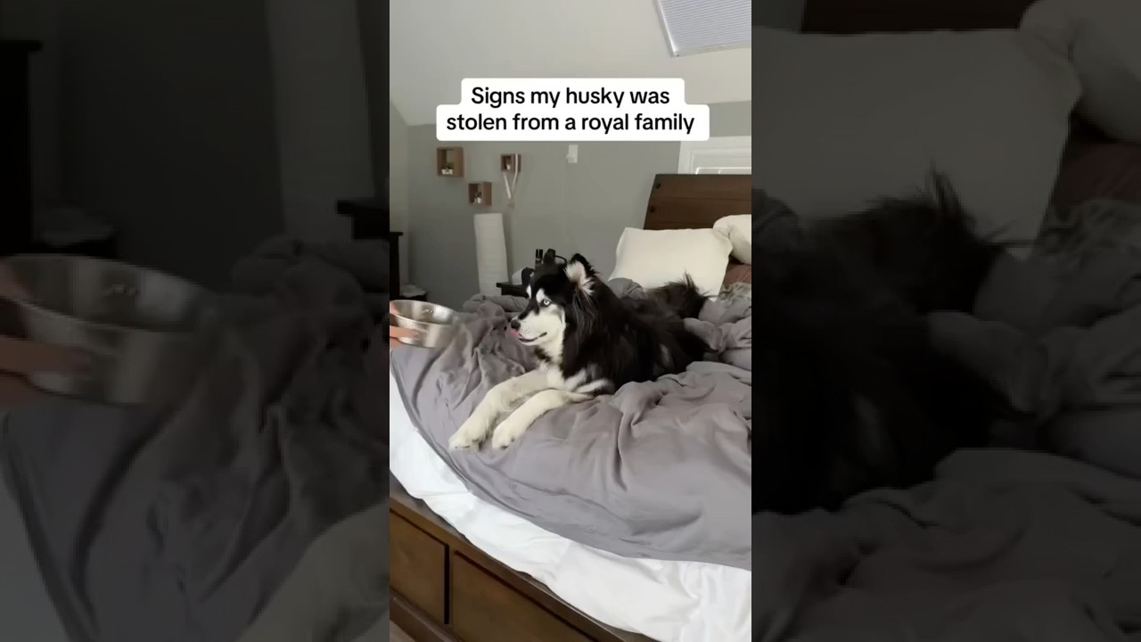 Proof my husky is royalty #husky #dogs #dogvideos