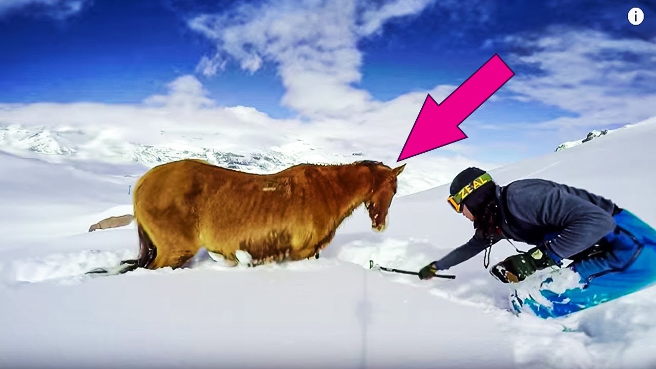Snowboarder Rescues Snow trapped Horse  Records It All On His Gopro