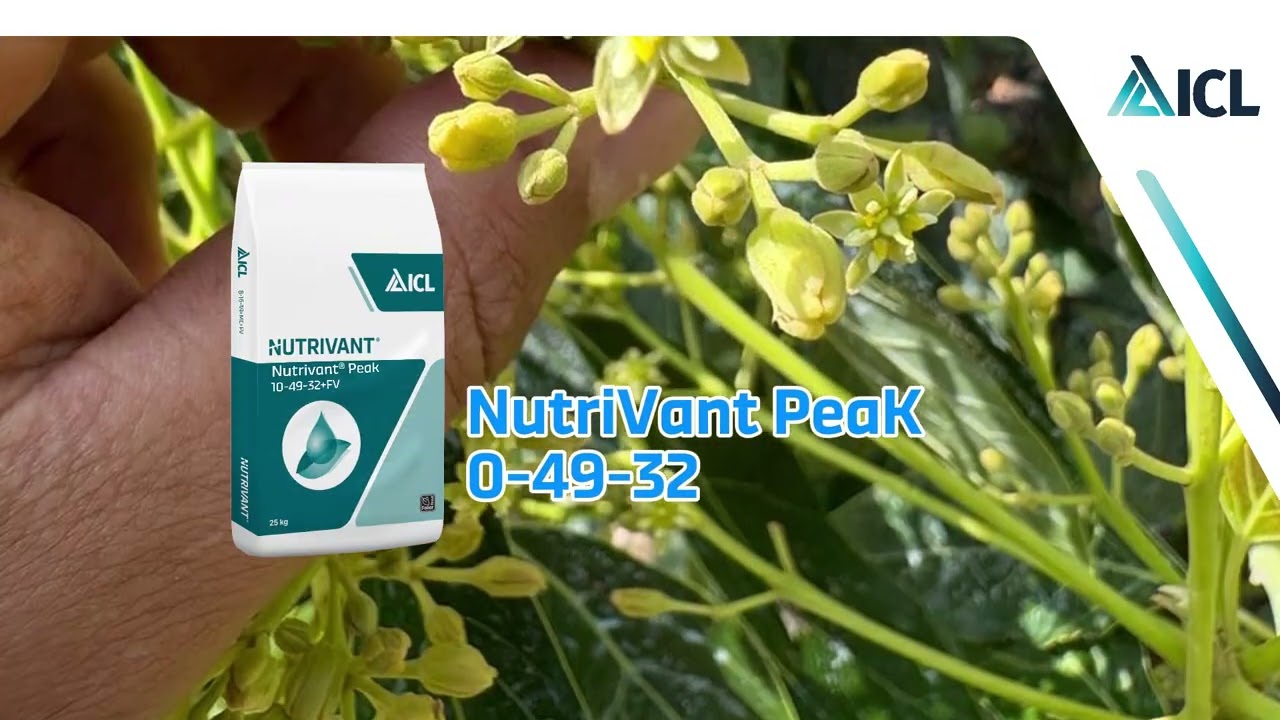 Nutrición Foliar con NutriVant de ICL