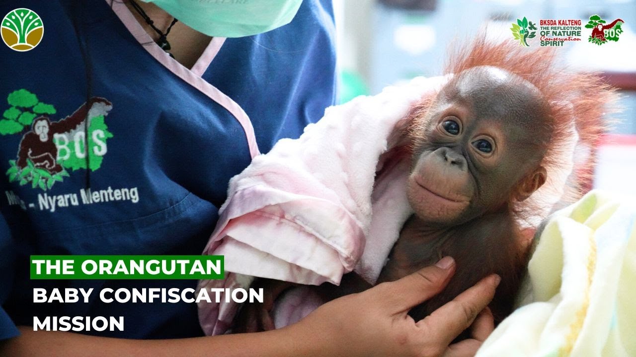 #WILDSTREAMING EPISODE 14 - THE ORANGUTAN BABY CONFISCATION MISSION
