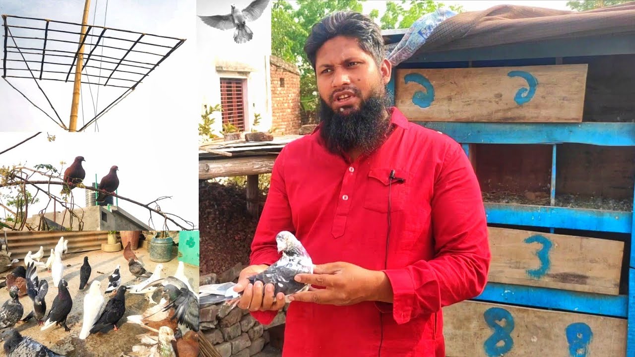 রাজশাহী গিরিবাজ কবুতর পালন। কবুতর গুলোর বর্তমান দাম ও জাত সম্পর্কে ধারনা।Rajshahi Pigeons loft