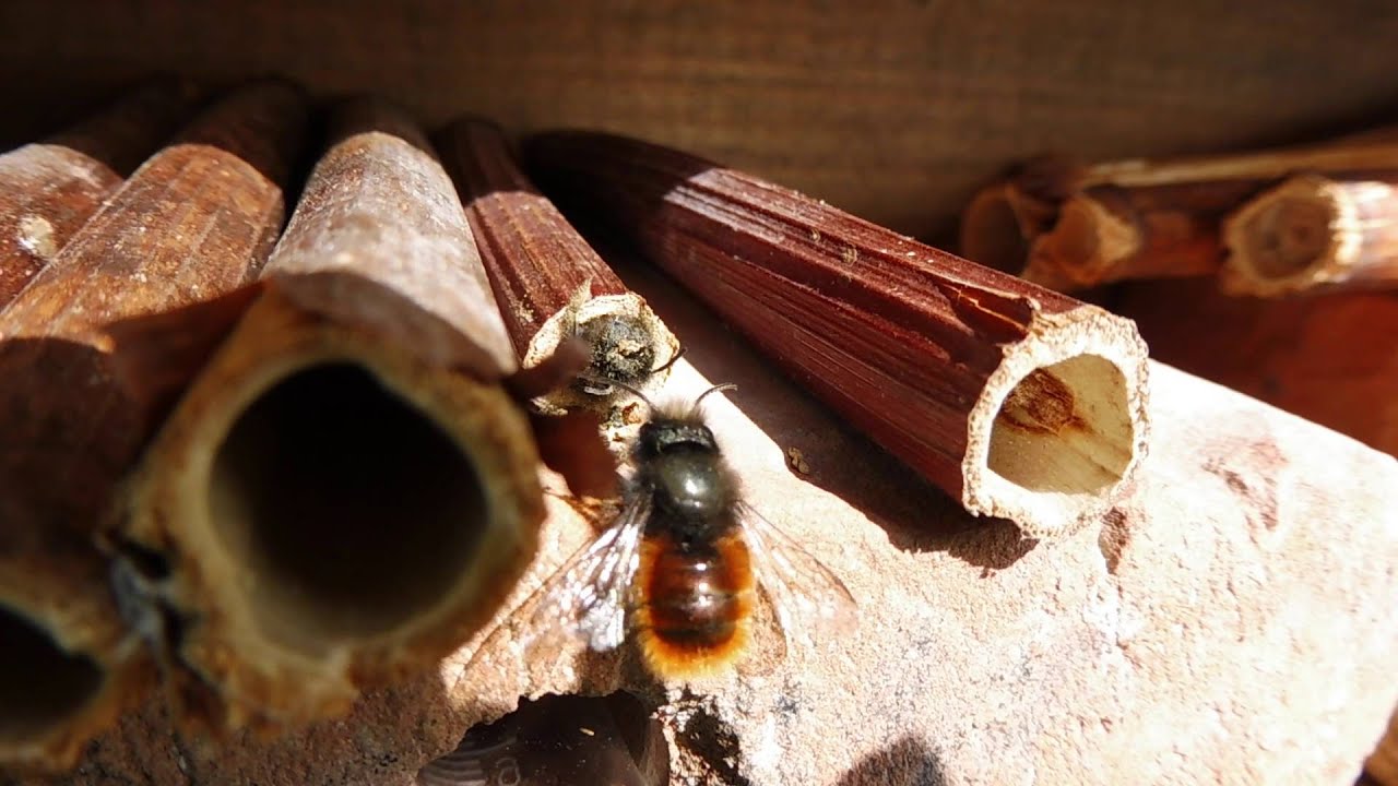Včelky samotářky (zednice rohatá - Osmia cornuta): nedočkavý samec