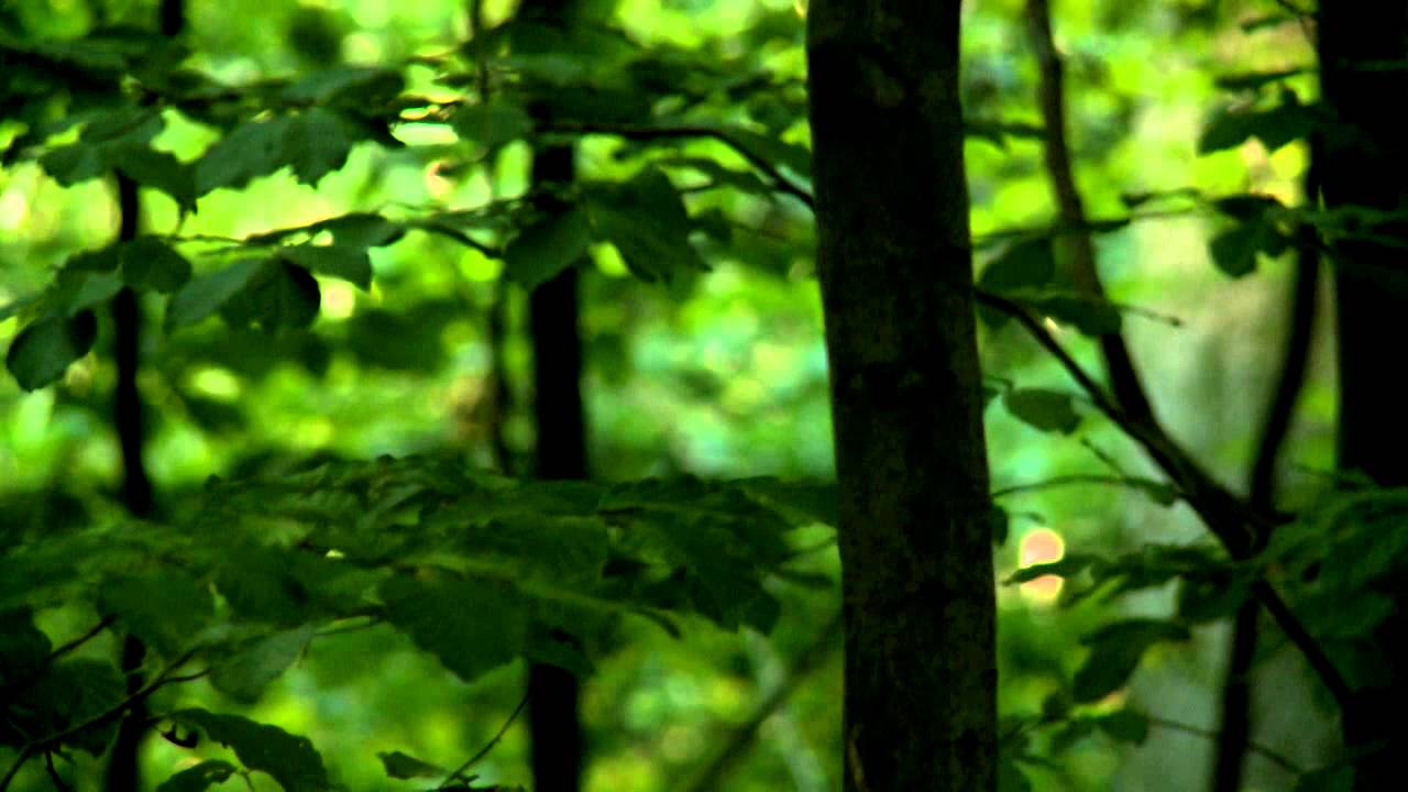 A Mexikó-pusztai Pro Silva Bemutató Terület